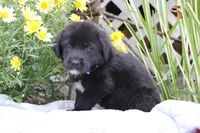 Violet, a female Labrador Retriever for sale in Owen, WI – 2 of 6