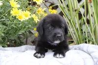Violet, a female Labrador Retriever for sale in Owen, WI – 4 of 6