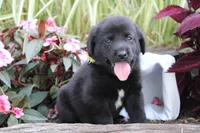 Alex , a male Labrador Retriever for sale in Owen, WI – 4 of 6
