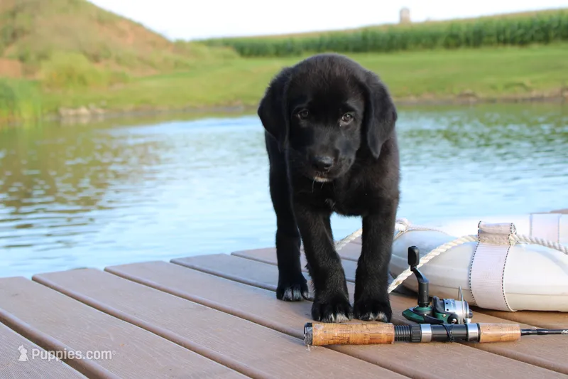 Chipper – Labrador Retriever puppy for sale in Owen, WI