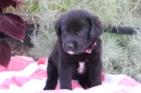 Rosey, a female Labrador Retriever for sale in Owen, WI – 2 of 6