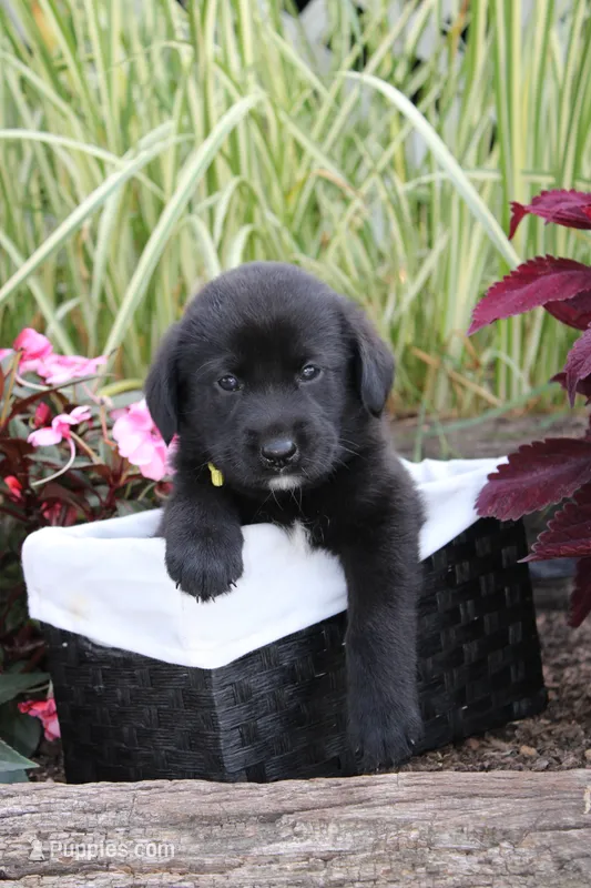 Alex  – Labrador Retriever puppy for sale in Owen, WI