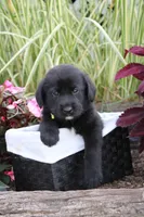 Alex , a male Labrador Retriever for sale in Owen, WI – 1 of 6