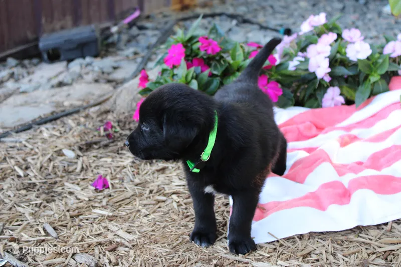 Rusty – Labrador Retriever puppy for sale in Owen, WI