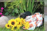 Owen, a male Pug for sale in Owen, WI – 5 of 8
