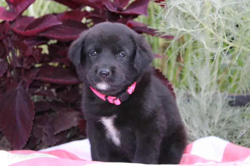Rosey – Labrador Retriever puppy for sale in Owen, WI