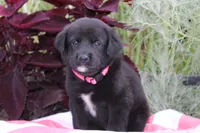 Rosey, a female Labrador Retriever for sale in Owen, WI – 1 of 6