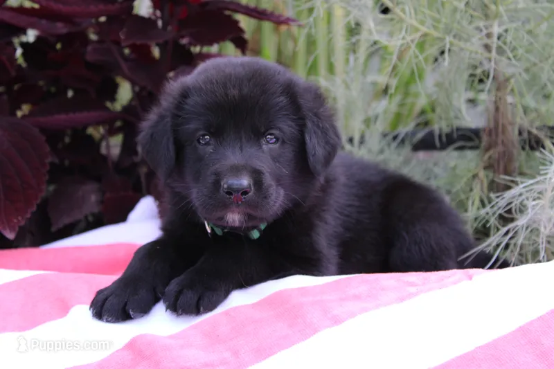 Jake – Labrador Retriever puppy for sale in Owen, WI
