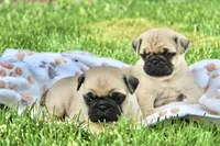 Emma, a female Pug for sale in Owen, WI – 7 of 9