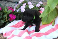 Rusty, a male Labrador Retriever for sale in Owen, WI – 2 of 4