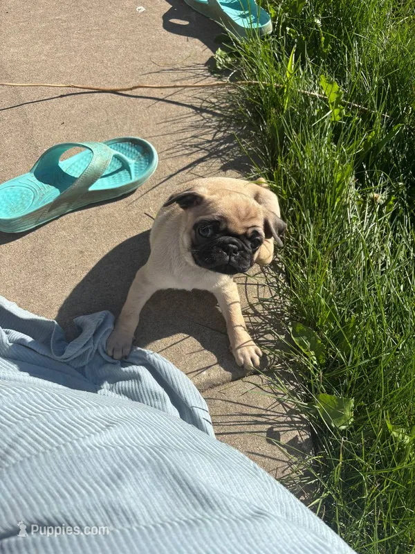 Emma – Pug puppy for sale in Owen, WI