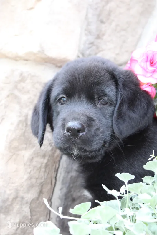 Milo – Labrador Retriever puppy for sale in Owen, WI