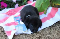Chipper, a male Labrador Retriever for sale in Owen, WI – 3 of 6