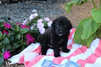 Chipper, a male Labrador Retriever for sale in Owen, WI – 1 of 6
