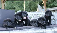 Bennie, a male Labrador Retriever for sale in Owen, WI – 5 of 10