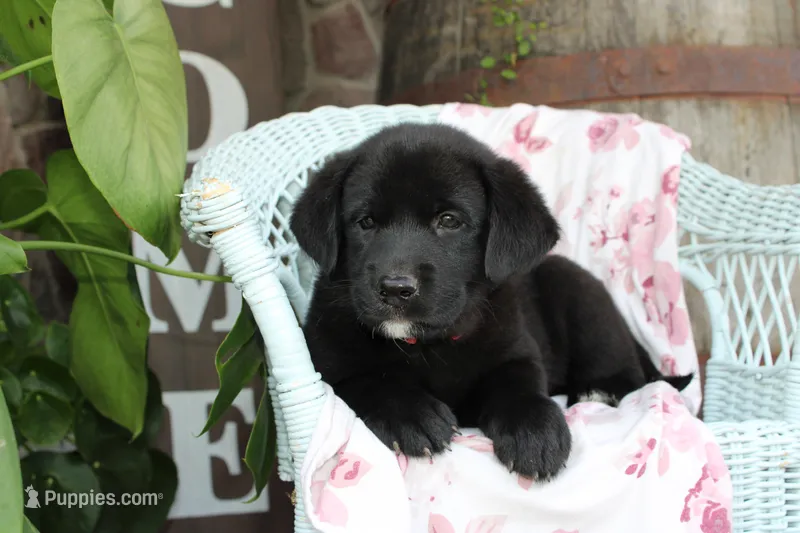 Rosey – Labrador Retriever puppy for sale in Owen, WI