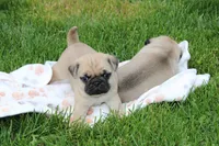 Emma, a female Pug for sale in Owen, WI – 6 of 9