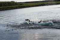 Charlie, a male Labrador Retriever for sale in Owen, WI – 8 of 10