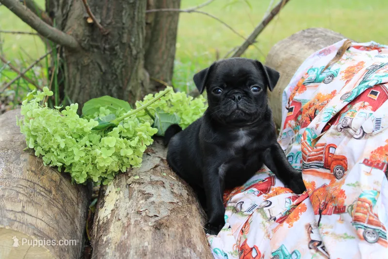 Owen – Pug puppy for sale in Owen, WI