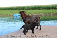 Charlie, a male Labrador Retriever for sale in Owen, WI – 6 of 10