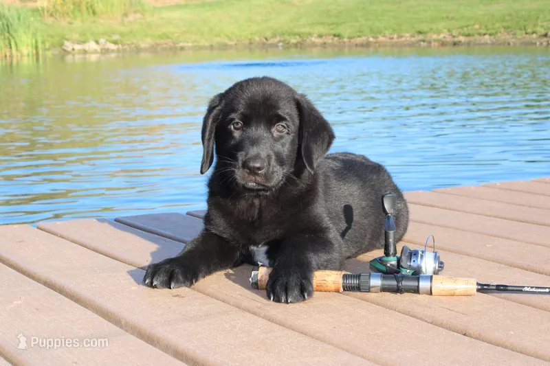 Bennie – Labrador Retriever puppy for sale in Owen, WI
