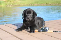 Bennie, a male Labrador Retriever for sale in Owen, WI – 1 of 10