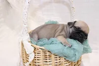 processed/85955739-728a-418c-8134-1d50edc90c76/listing/f68ddf11-1548-4c1b-bfe3-254d0bcef0fd/296e88e4-c82f-455e-bd1c-effc72dda0be