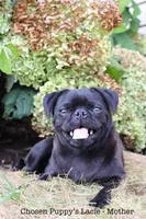 Leo, a male Pug for sale in Owen, WI – Photo 7 of 8