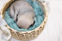 processed/85955739-728a-418c-8134-1d50edc90c76/listing/f68ddf11-1548-4c1b-bfe3-254d0bcef0fd/86fb7d89-f66c-4065-b05d-ae769285ea44