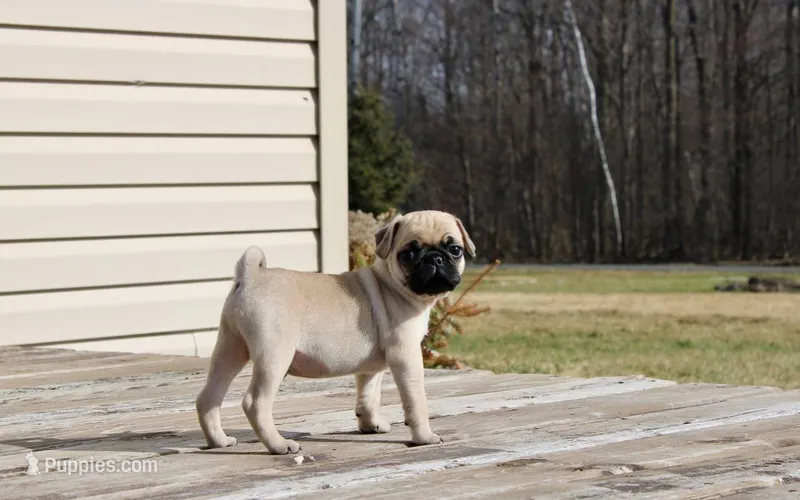 Leo – Pug puppy for sale in Owen, WI