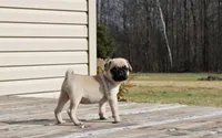 Leo, a male Pug for sale in Owen, WI – Photo 1 of 8