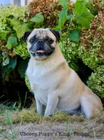 Leo, a male Pug for sale in Owen, WI – Photo 6 of 8