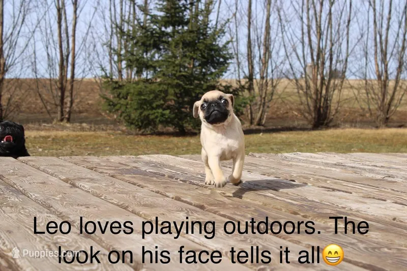 Leo – Pug puppy for sale in Owen, WI