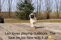 Leo, a male Pug for sale in Owen, WI – Photo 4 of 8