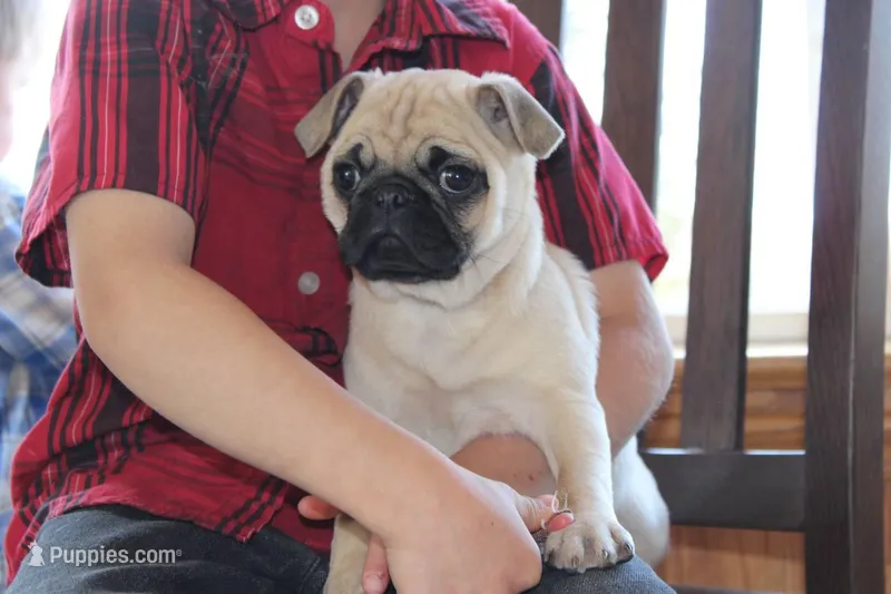 Leo – Pug puppy for sale in Owen, WI