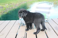 Charlie, a male Labrador Retriever for sale in Owen, WI – 2 of 10