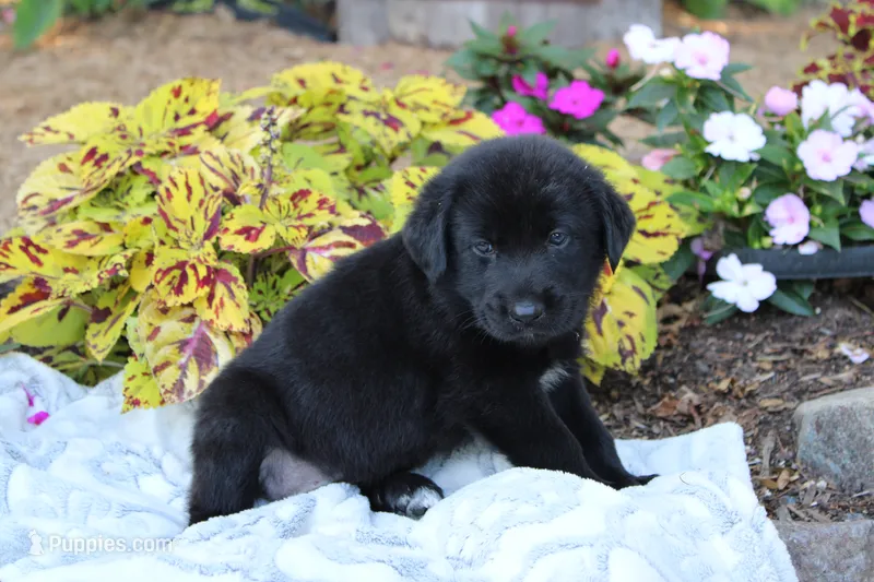 Bruce  – Labrador Retriever puppy for sale in Owen, WI