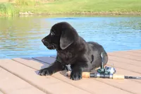 Bennie, a male Labrador Retriever for sale in Owen, WI – 3 of 10