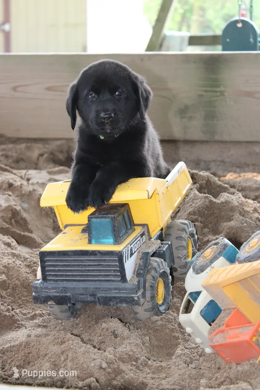 Rusty – Labrador Retriever puppy for sale in Owen, WI