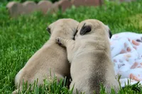Emma, a female Pug for sale in Owen, WI – 2 of 9