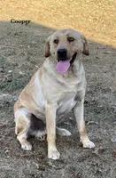 Chipper, a male Labrador Retriever for sale in Owen, WI – 6 of 6