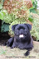 Owen, a male Pug for sale in Owen, WI – 7 of 8