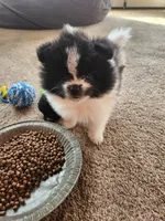 Mister, a male Pomeranian for sale in Apple Valley, CA – Photo 1 of 2