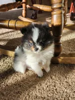 Dinkey, a male Pomeranian for sale in Apple Valley, CA – Photo 1 of 2