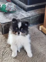 Dinkey, a male Pomeranian for sale in Apple Valley, CA – Photo 2 of 2