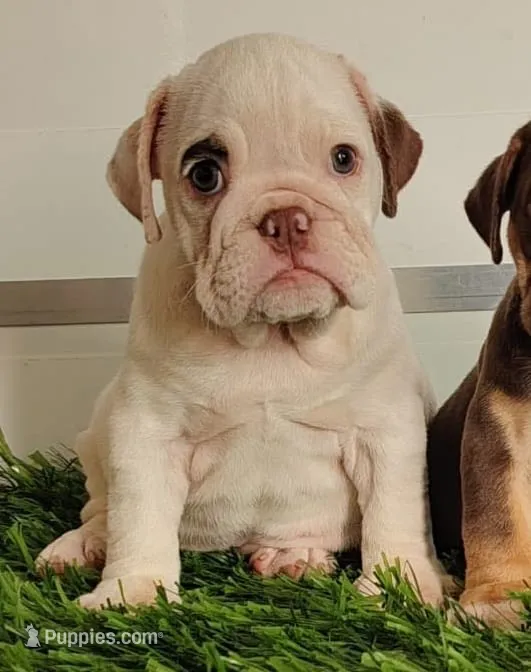 Candy – English Bulldog puppy for sale in Flowery Branch, GA