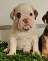 Candy, a female English Bulldog for sale in Flowery Branch, GA – 1 of 1