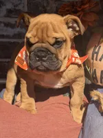 Pete, a male English Bulldog for sale in Flowery Branch, GA – 3 of 4