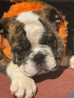Cass, a female English Bulldog for sale in Flowery Branch, GA – 2 of 3