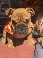 Pete, a male English Bulldog for sale in Flowery Branch, GA – 2 of 4